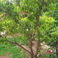 اجاره ویلا داخل دهکده تفریحی چادگان|اجارهٔ کوتاهمدت ویلا و باغ|مبارکه, |دیوار