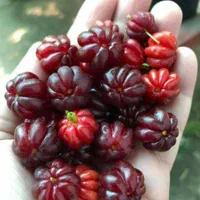 آلو پفکی و نهال صنوبر نگرا|خدمات باغبانی و درختکاری|اردبیل, |دیوار