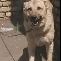 حیوان گمشده مژدگانی