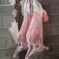 قصاب ذبح گوسفند گوساله
