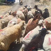 فروش قوچ زنده بره در گوسفند تهران وکرج و شمیرانات|حیوانات مزرعه|تهران, کرمان|دیوار
