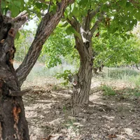 باغ 1450متری با چشمه|فروش خانه و ویلا|گرمسار, |دیوار