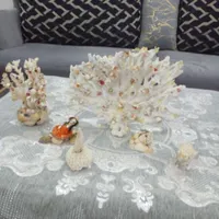 مرجان دریایی برای اکواریم دوستان عزیز|ماهی|تهران, مسعودیه|دیوار