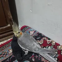 عروس هلندی نر 4ماه|پرنده|تهران, جلیلی|دیوار