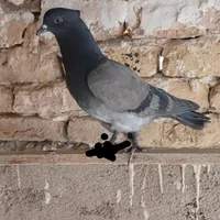 کبوتر باخت
