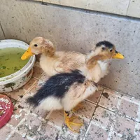 اردک خانگی|پرنده|اصفهان, عسگریه|دیوار