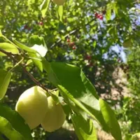زمین شهرکی. تهراندشت. سرخاب. نمکلان