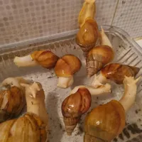 حلزون پرورشی