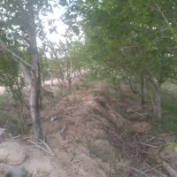 فروش باغ ۱۰۰۰ متری شهرکرد منطقه آزاد پل زمانخان|فروش زمین و ملک کلنگی|اهواز, پردیس|دیوار