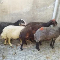 شیشکچاقوانواعگوسفند....|حیوانات مزرعه|بروجرد, |دیوار