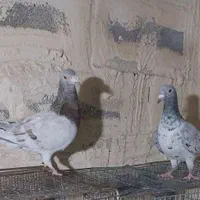 کبوتر کوهی دورگ باغملک