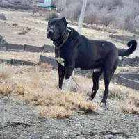 توله الابای قدریجونی