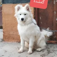 گمشده
