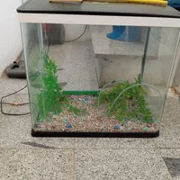 اکواریم