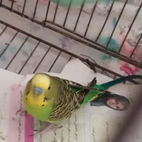 مرغ عشق