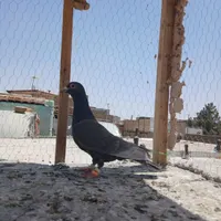 کبوتر پرشی و مرغ مینا|پرنده|سبزوار, هویزه|دیوار