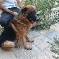 واگذاری سگ