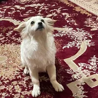 سگ پاکوتاه|سگ|قم, بیانی|دیوار