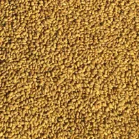 بذر قره یونجه اصلاح شده