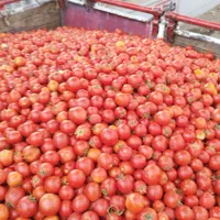گوجه ربی