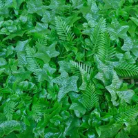 گرین وال گرینوال مصنوعی ۵۰ در ۵۰ دپو|گل مصنوعی|شیراز, اصلاح‌نژاد|دیوار