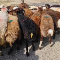 گوسفند زنده20کیلو تا65کیلو جهت قربانی سرتاسر تهران|حیوانات مزرعه|تهران, استاد معین|دیوار