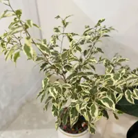 خانه گل|گل و گیاه طبیعی|مشهد, امامیه|دیوار