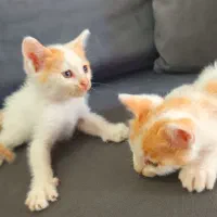 دو عدد گربه بامزه