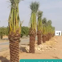 نخل پایتخت پالم زیبا The palm the capital|گل مصنوعی|تهران, افسریه شمالی|دیوار