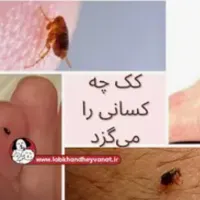 سمپاشی سوسک وساس و.. سم پاشی ضد عفونی ساختمان|خدمات نظافت|تهران, تهرانپارس غربی|دیوار