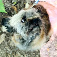 سگ گمشده