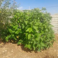 فروش باغ۱۰۰۰متری سیاخ دارنگون وباغ ۱۵۰۰متری|فروش زمین و ملک کلنگی|شیراز, میانرود|دیوار