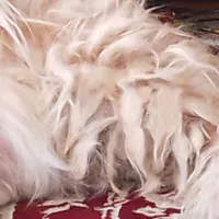سگ پیداشده شیتزو