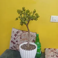 بنسای کراسولا خرفه  گل  گیاه|گل و گیاه طبیعی|تهران, امام حسین(ع)|دیوار