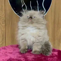 بچه گربه های اصیل نژاد دار گوگولی|گربه|کرج, دولت‌آباد|دیوار