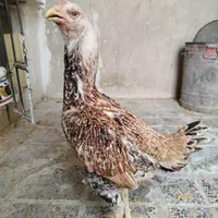 مرغ لاری|حیوانات مزرعه|تهران, آسمان|دیوار
