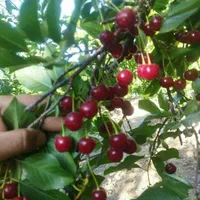 باغ آجیلی2000و 1000 متری/ امکانات تفریحی|فروش خانه و ویلا|اصفهان, آبشار|دیوار