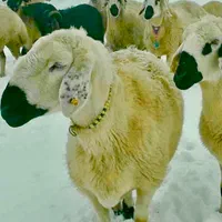 گوسفند فروشی زنده