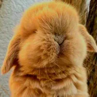 کلینیک تخصصی خرگوش خوکچه همستر کارتکس سلامت