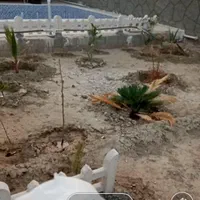 باغ نقلی|فروش خانه و ویلا|اصفهان, دهنو (محمدآباد)|دیوار