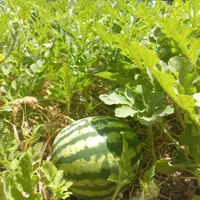 خدمات باغبانی ودرختکاری،چمن زنی،شمشاد،نیزار،نخل|خدمات باغبانی و درختکاری|آبادان, |دیوار