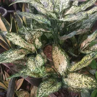 آگلونما سفید/برفی/وایت