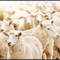 عرضه دام کشاری مراسمات عروسی عقیقه باقصاب درب منزل|حیوانات مزرعه|تهران, تسلیحات|دیوار