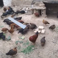 جوجه ۵ ماهه بومی درشت|حیوانات مزرعه|بروجن, |دیوار