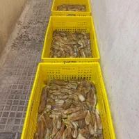 بادمجان سرخ وکبابی رژیمی|خوردنی و آشامیدنی|تهران, شهرک دریا|دیوار