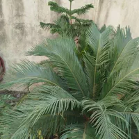سیکاس|گل و گیاه طبیعی|رشت, تازه آباد|دیوار