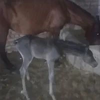 یک مادیون کرد با دو کره یک‌ساله و یک ماهه