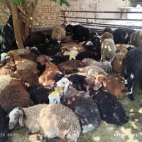 دشت مغانی گوسفند سراب ونژاد کردستانی زنده|حیوانات مزرعه|تهران, اوین|دیوار