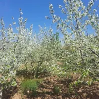 باغچه شهرکی۳۰۰مترمشجرفول انشعابات_سهیلیه زعفرانیه