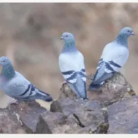 گوشت کبوتر چاهی پاک شده